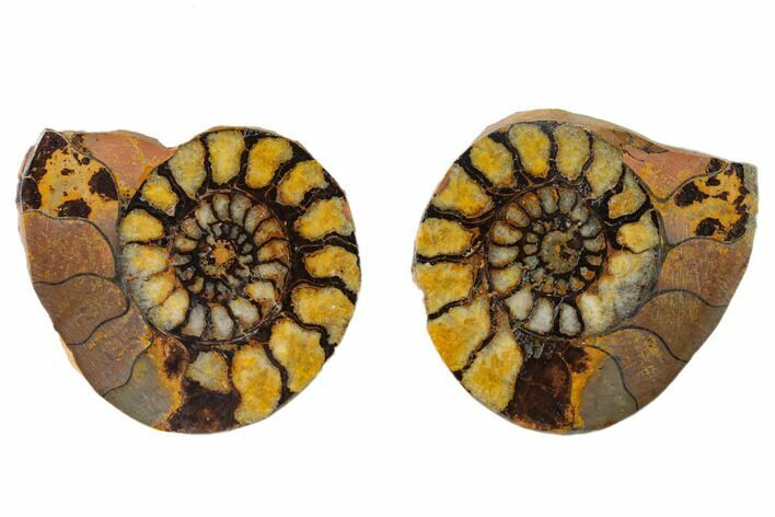 Sliced, Iron Replaced Fossil Ammonite - Morocco #138022